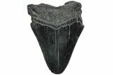 Partial Megalodon Tooth #194077-1